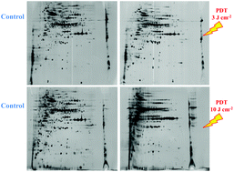 Graphical abstract: The effects of photodynamic treatment with new methylene blue N on the Candida albicans proteome