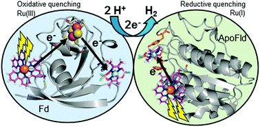 Graphical abstract: Ru–protein–Co biohybrids designed for solar hydrogen production: understanding electron transfer pathways related to photocatalytic function