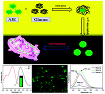 Graphical abstract: Facile fabrication of amphiphilic AIE active glucan via formation of dynamic bonds: self assembly, stimuli responsiveness and biological imaging