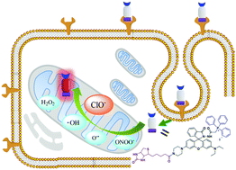 Graphical abstract: A tumor-specific and mitochondria-targeted fluorescent probe for real-time sensing of hypochlorite in living cells