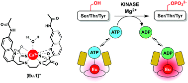 Graphical abstract: A continuous luminescence assay for monitoring kinase activity: signalling the ADP/ATP ratio using a discrete europium complex