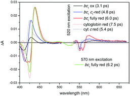 Graphical abstract: Ultrafast photochemistry of the bc1 complex