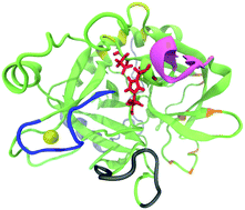 Graphical abstract: Mechanistic insights into thrombin's switch between “slow” and “fast” forms