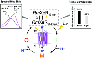 Graphical abstract: Spectroscopic characteristics of Rubricoccus marinus xenorhodopsin (RmXeR) and a putative model for its inward H+ transport mechanism