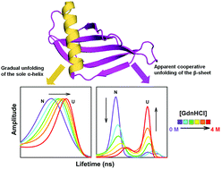 Graphical abstract: Site-specific time-resolved FRET reveals local variations in the unfolding mechanism in an apparently two-state protein unfolding transition