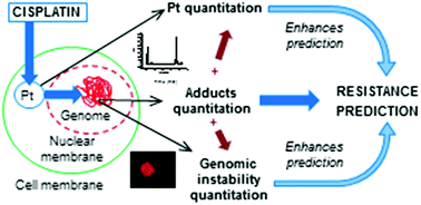 Graphical abstract: Cisplatin resistance in cell models: evaluation of metallomic and biological predictive biomarkers to address early therapy failure