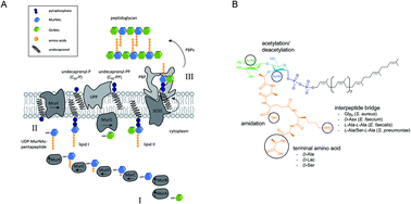 Graphical abstract: Targeting a cell wall biosynthesis hot spot