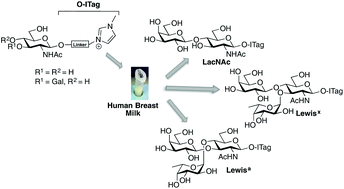 Graphical abstract: Imidazolium-labeled glycosides as probes to harness glycosyltransferase activity in human breast milk