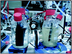 Graphical abstract: Impact of dissolved carbon dioxide concentration on the process parameters during its conversion to acetate through microbial electrosynthesis