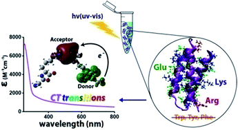 Graphical abstract: Near UV-Visible electronic absorption originating from charged amino acids in a monomeric protein