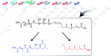 Graphical abstract: Elucidation of the relative and absolute stereochemistry of the kalimantacin/batumin antibiotics