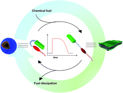 Graphical abstract: Temporal switching of an amphiphilic self-assembly by a chemical fuel-driven conformational response