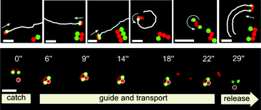 Graphical abstract: Hybrid colloidal microswimmers through sequential capillary assembly