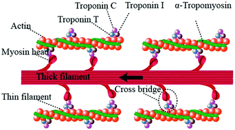 Graphical abstract: An injectable supramolecular self-healing bio-hydrogel with high stretchability, extensibility and ductility, and a high swelling ratio