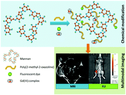 Graphical abstract: Mannan-based conjugates as a multimodal imaging platform for lymph nodes