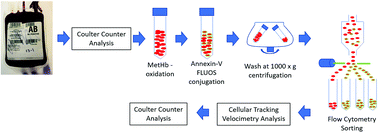 Graphical abstract: Single cell analysis of aged RBCs: quantitative analysis of the aged cells and byproducts