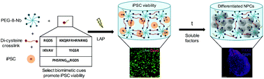 Graphical abstract: Designing well-defined photopolymerized synthetic matrices for three-dimensional culture and differentiation of induced pluripotent stem cells