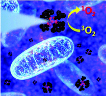 Graphical abstract: Cationic octahedral molybdenum cluster complexes functionalized with mitochondria-targeting ligands: photodynamic anticancer and antibacterial activities