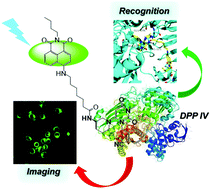 Graphical abstract: A novel non-enzymatic hydrolytic probe for dipeptidyl peptidase IV specific recognition and imaging