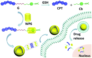 Graphical abstract: Construction of drug–drug conjugate supramolecular nanocarriers based on water-soluble pillar[6]arene for combination chemotherapy