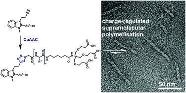 Graphical abstract: A clickable NHC–Au(i)-complex for the preparation of stimulus-responsive metallopeptide amphiphiles