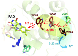 Graphical abstract: Delocalized hole transport coupled to sub-ns tryptophanyl deprotonation promotes photoreduction of class II photolyases
