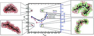 Graphical abstract: P-NIPAM in water–acetone mixtures: experiments and simulations