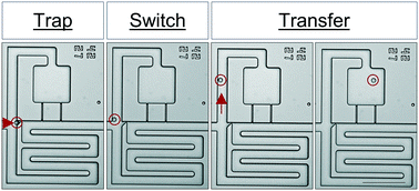 Graphical abstract: An acoustofluidic trap and transfer approach for organizing a high density single cell array