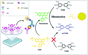 Graphical abstract: Colorimetric sensing of alkaline phosphatase and α-fetoprotein based on the photoinduced oxidase activity of fluorescein