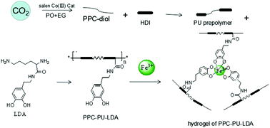 Graphical abstract: Mussel-inspired fabrication of pH-sensitive biomimetic hydrogels based on greenhouse gas carbon dioxide