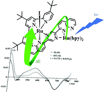 Graphical abstract: Early photophysical events of a ruthenium(ii) molecular dyad capable of performing photochemical water oxidation and of its model compounds