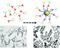 Graphical abstract: Site-specific conjugation of antifreeze proteins onto polymer-stabilized nanoparticles