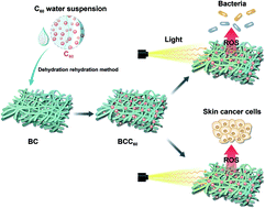 Graphical abstract: Functionalization of composite bacterial cellulose with C60 nanoparticles for wound dressing and cancer therapy