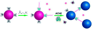 Graphical abstract: A gold nanoparticle based colorimetric and fluorescent dual-channel probe for acetylcholinesterase detection and inhibitor screening