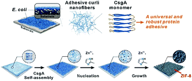 Graphical abstract: Adhesive bacterial amyloid nanofiber-mediated growth of metal–organic frameworks on diverse polymeric substrates