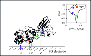 Graphical abstract: Electron transfer in an acidophilic bacterium: interaction between a diheme cytochrome and a cupredoxin