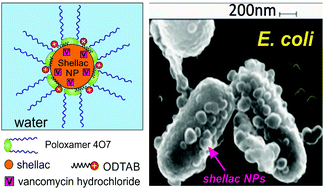 Graphical abstract: Boosting the antimicrobial action of vancomycin formulated in shellac nanoparticles of dual-surface functionality