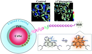 Graphical abstract: Cell-penetrating peptide-modified quantum dots as a ratiometric nanobiosensor for the simultaneous sensing and imaging of lysosomes and extracellular pH