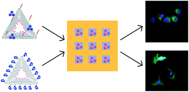 Graphical abstract: Probing the nanoscale organisation and multivalency of cell surface receptors: DNA origami nanoarrays for cellular studies with single-molecule control