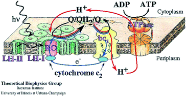 Graphical abstract: Ultrafast photoinduced energy and charge transfer