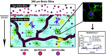 Graphical abstract: Quantum dot cellular uptake and toxicity in the developing brain: implications for use as imaging probes