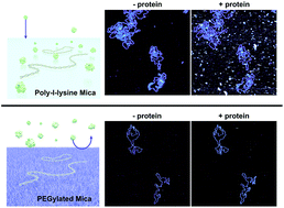 Graphical abstract: PEGylated surfaces for the study of DNA–protein interactions by atomic force microscopy