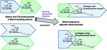 Graphical abstract: Exploring a glycosylation methodology for the synthesis of hydroxamate-modified alginate building blocks