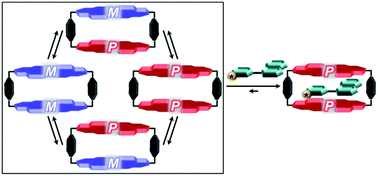 Graphical abstract: Guest-mediated chirality transfer in the host–guest complexes of an atropisomeric perylene bisimide cyclophane host