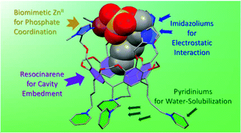 Graphical abstract: A biomimetic strategy for the selective recognition of organophosphates in 100% water: synergies of electrostatic interactions, cavity embedment and metal coordination