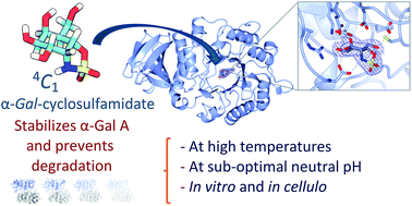 Graphical abstract: α-d-Gal-cyclophellitol cyclosulfamidate is a Michaelis complex analog that stabilizes therapeutic lysosomal α-galactosidase A in Fabry disease