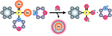 Graphical abstract: Development of a hydrolysis-based small-molecule hydrogen selenide (H2Se) donor