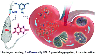 Graphical abstract: Rate-controlled nano-layered assembly mechanism of melamine-induced melamine–uric acid stones and its inhibition and elimination methods