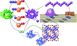 Graphical abstract: Critical and diverse roles of phosphates in human bone formation