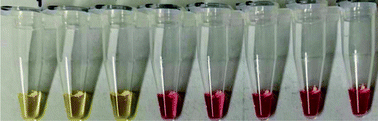 Graphical abstract: Colorimetric reverse transcription loop-mediated isothermal amplification (RT-LAMP) as a visual diagnostic platform for the detection of the emerging coronavirus SARS-CoV-2